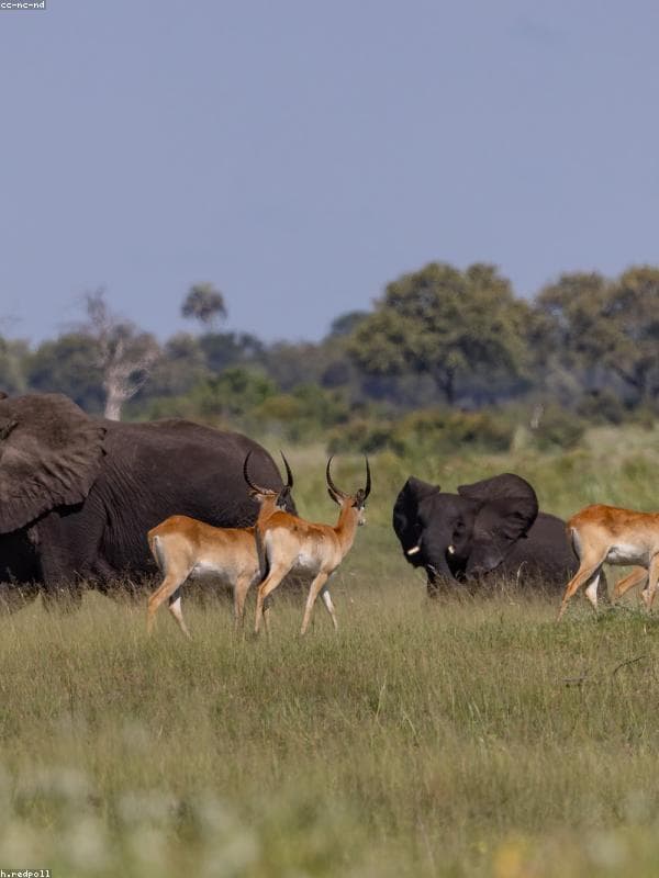 🐘 وجوه برية